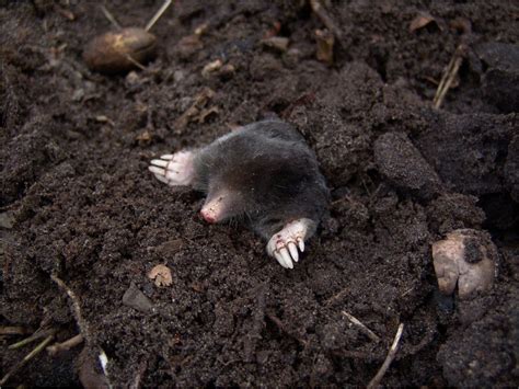 The Truth About Moles And Grubs