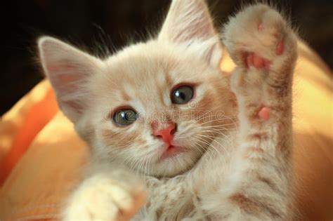 Image about cute in animals by ƒrαgмєทτσs ∂'αℓмα. Cute Kitten High Five! Royalty Free Stock Image - Image ...