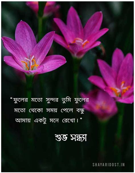 শুভ সন্ধ্যা মেসেজ Bangla Good Evening Sms Quotes And Kobita