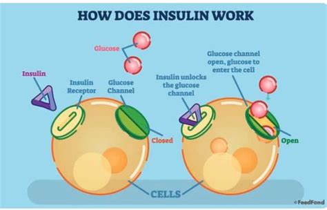 How Does Insulin Work DIABTES WELLNESS CLINIC