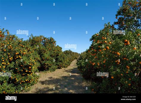 Orange Groves In Polk County Central Florida Florida Usa Stock Photo