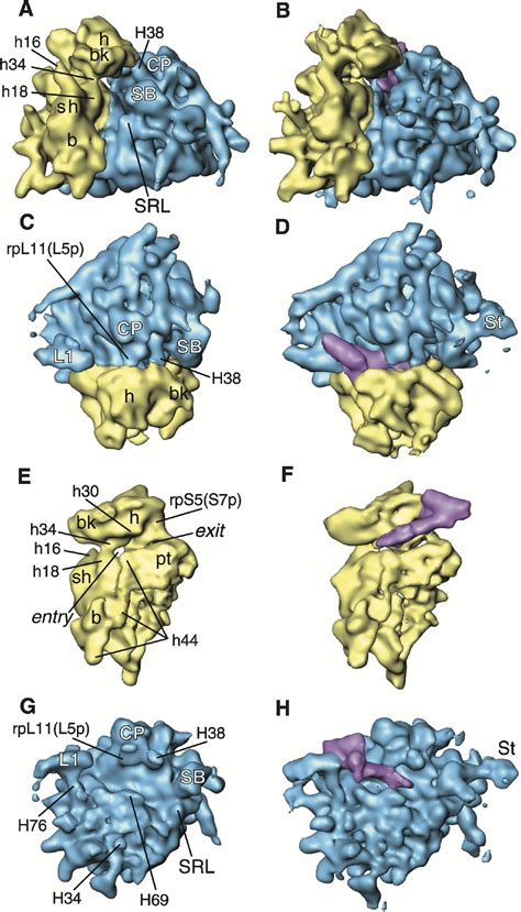 The Structure Of The Ribosome Infographics Vector Illustration On