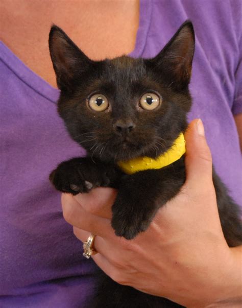 Momma Smurf And Her Smurfette Kittens Debuting For Adoption