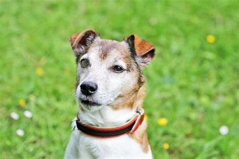 Ein enorm wichtiges paket dauerte drei tage. Zuhause gesucht: Jack ist lieb und ein echter Katzenfreund ...