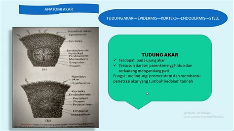 Stomata tumbuhan pada umumnya membuka pada saat matahari terbit dan menutup saat hari gelap. Organ Pada Tumbuhan - YouTube