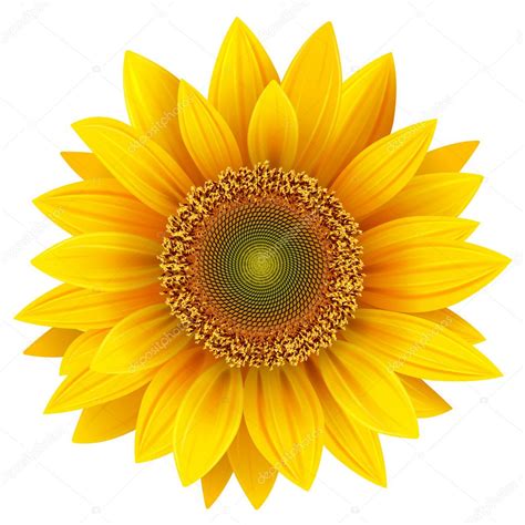 Vector Sunflower Realistic Illustration Premium Vector In Adobe