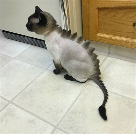 Do not try to cut substances out of your cat's fur using scissors as this often results in accidentally cutting the skin. Awkward Trend: Dinosaur Cat Haircuts in 2020 | Cat haircut ...