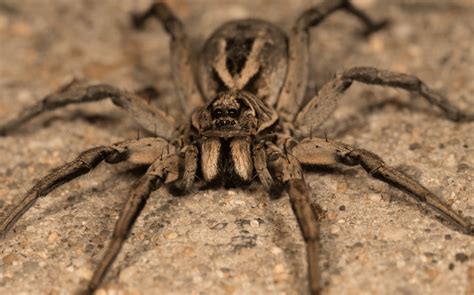 Female black widows have the red hour glass on their underbelly, they can. Profile - Spiders