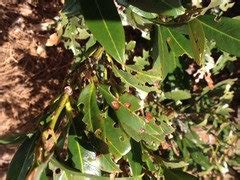 Otto luyken cherry laurel is a selection that grows shorter than other cherry laurels and features spikes of it is a naturally occurring beneficial fungus that colonizes the new growing roots of plants. Cherry Laurel Shot Hole Disease - A Pictures Of Hole 2018