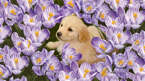 Puppies In Flowers Computer Wallpaper Wallpapersafari