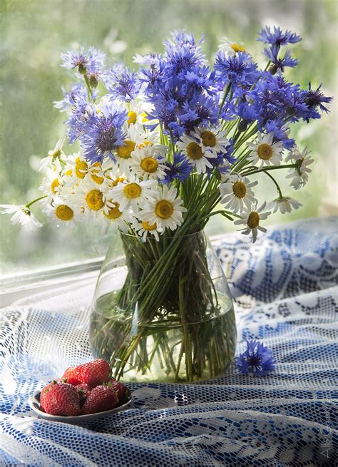 Bouquet Of Daisies And Cornflowers Bouquet Of Daisies Daisy Photo