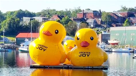 Mysterious Joy Duck Returns To Belfast Brings Two Friends