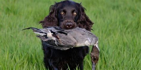 6 Best Duck Hunting Dog Breeds ⋆ Outdoor Enthusiast Lifestyle Magazine
