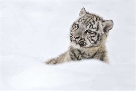 Tigers Baby In Snow Wallpapers Hd Desktop And Mobile Backgrounds