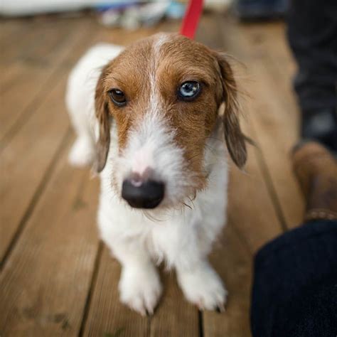 Doxie by proxy dachshund rescue. Meet Winston, a Petfinder adoptable Dachshund Dog ...
