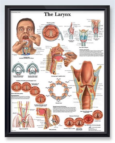 The Larynx Anatomy Poster In Deupair Pocket Frame Human Anatomy And