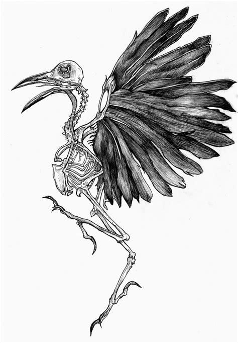 Bird Skeleton Anniina Korte 2017 Artbird