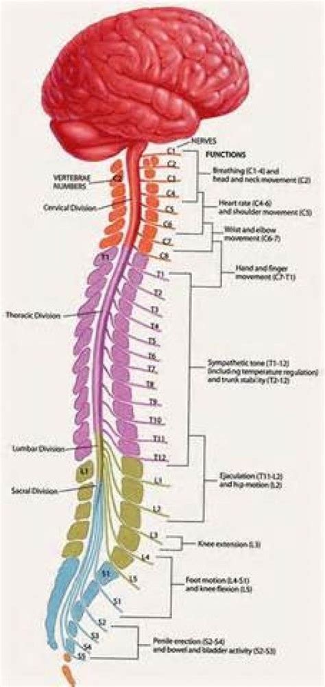 The Spinal Cord And Its Importance Spinal Cord Anatomy Nursing Study