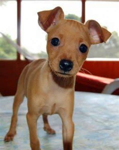 Miniature Pinscher Dog Breed Information Images Characteristics Health