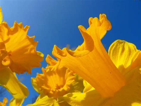 A popular flower in the garden and bouquets, azalea has also gained popularity as a cute name for girls. Types of Flowers - 170+ Flower Names + Pictures | Flower ...