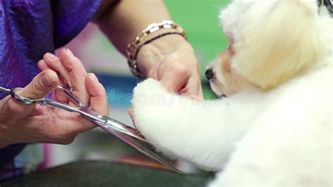 Pet Care Furry Puppy Receiving A Stylish Haircut At The Pet Spa