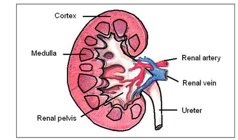 Diagram Medical Diagram Of The Kidney Mydiagramonline