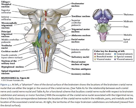 Brainstem Cranial Nerve Nuclei Introduction Cranial Nerves Science Sexiz Pix