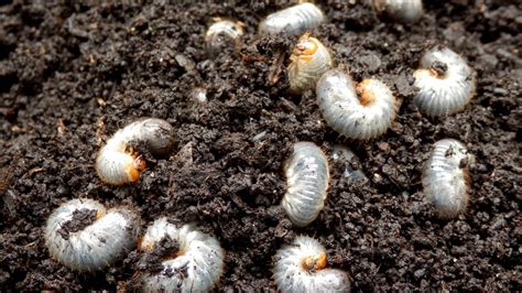 4 Signs That Could Indicate Grubs Have Infested Your Lawn Century