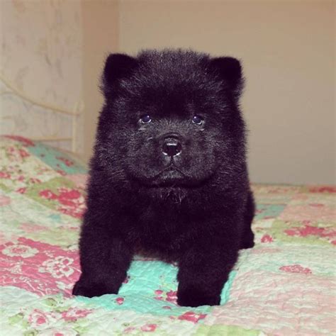 These Puppies Look A Lot Like Teddy Bears 35 Pics