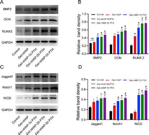a and b western blotting of osteogenic proteins bmp2 ocn and runx2 download scientific