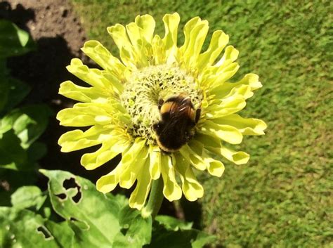 The bright colours of the blossoms are like a neon sign advertising a delicious meal. Zinnia | Bee friendly plants, Zinnias, Bee friendly