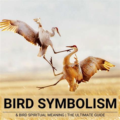 Discover Bird Symbolism A Full Guide To Spiritual Meanings