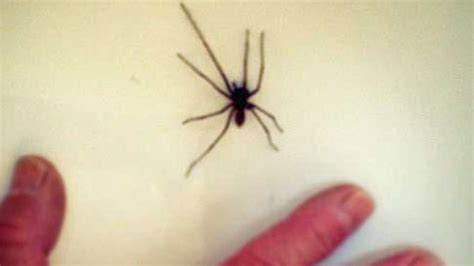 Oregon Teen Calls 911 After Finding Spider In Home