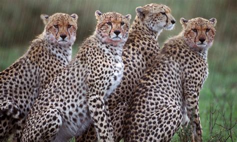 Are cheetahs friendly?