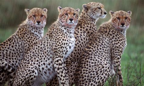 About Cheetahs Cheetah Facts Cheetah Conservation Fund