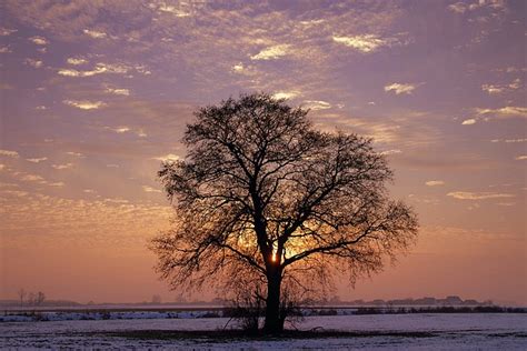 Tree Lonely Sunset Free Photo On Pixabay