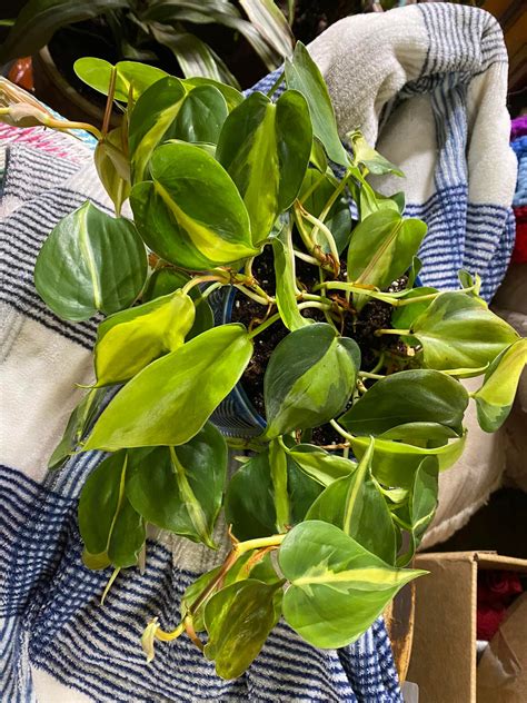 How To Grow And Care For Philodendron Heart Leaf