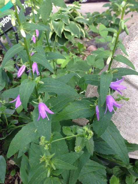 But i don't mind it as it does most of its growing in winter and early spring. Identify terrible-horrible weed with pretty purple flowers ...