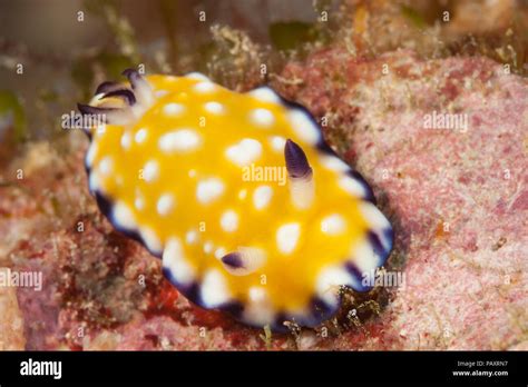 Purple Nudibranch Hi Res Stock Photography And Images Alamy
