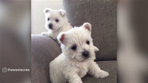 Fluffy Westie Puppies，too Cute Youtube