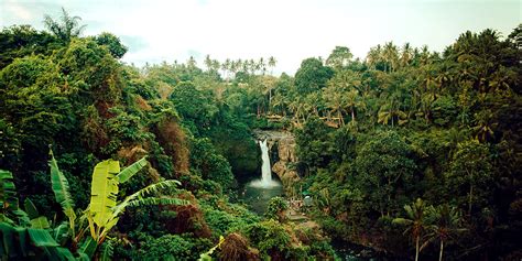 Official twitter account of amazon. Vegan company buys 15,000 acres of the Amazon rainforest to save it | Totally Vegan Buzz