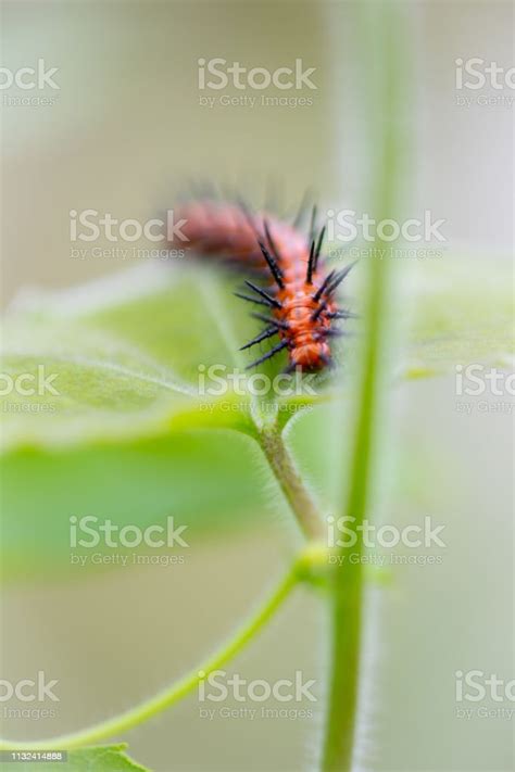 Red Horned Caterpillar Stock Photo Download Image Now Animal