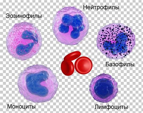 Neutrophil Eosinophil Basophil Blood Cell Monocyte Png Clipart
