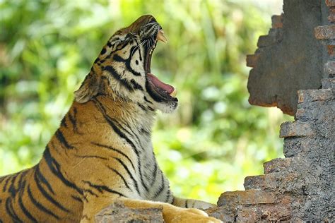 Tigers Animals Bali Safari Park