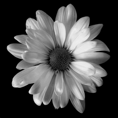 Floral Pictures Black And White Black And White Art Wallpapers