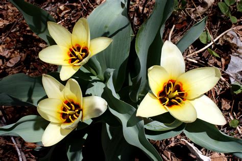 Foto gratis: giallo, giglio, tulipano, fiore