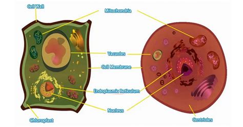 Las 4 Diferencias Entre La Célula Animal Y La Vegetal