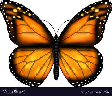 Butterfly Royalty Free Vector Image Vectorstock