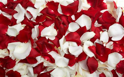 Free Photo Rose Petals 14 Pedal Valentines Free Download Jooinn