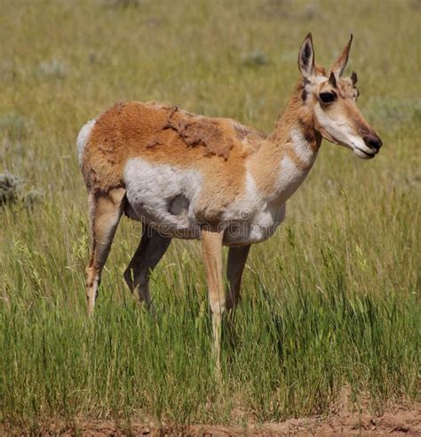 Wyoming Pronghorn Antelope Stock Image Image Of Grazing 119194475